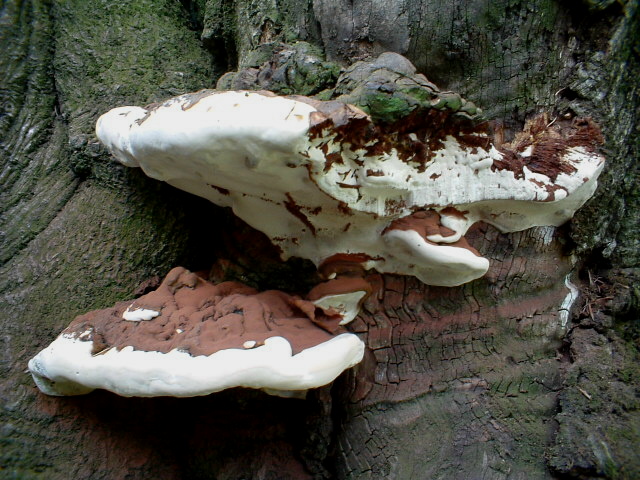 Che funghi sono?